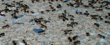 Ants fleeing over the hot concrete
